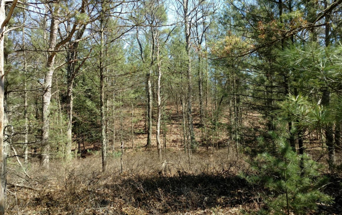 Pentwater Michigan Property For Sale 40+ Acres 00 BR US31 Pentwater