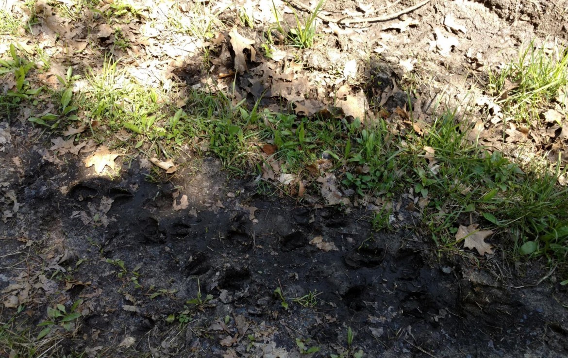 Pentwater Michigan Property For Sale 40+ Acres 00 BR US31 Pentwater