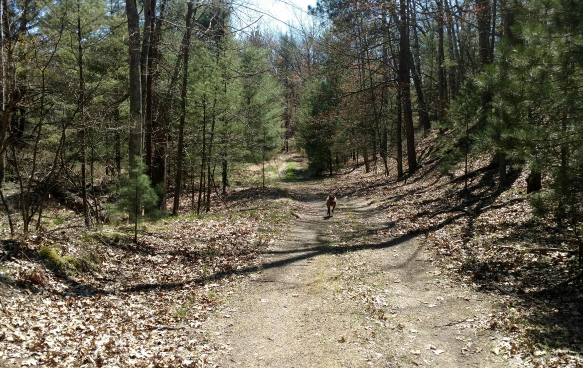 Pentwater Michigan Property For Sale 40+ Acres 00 BR US31 Pentwater