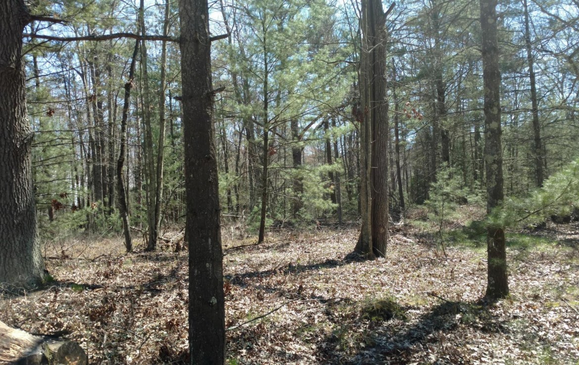 Pentwater Michigan Property For Sale 40+ Acres 00 BR US31 Pentwater