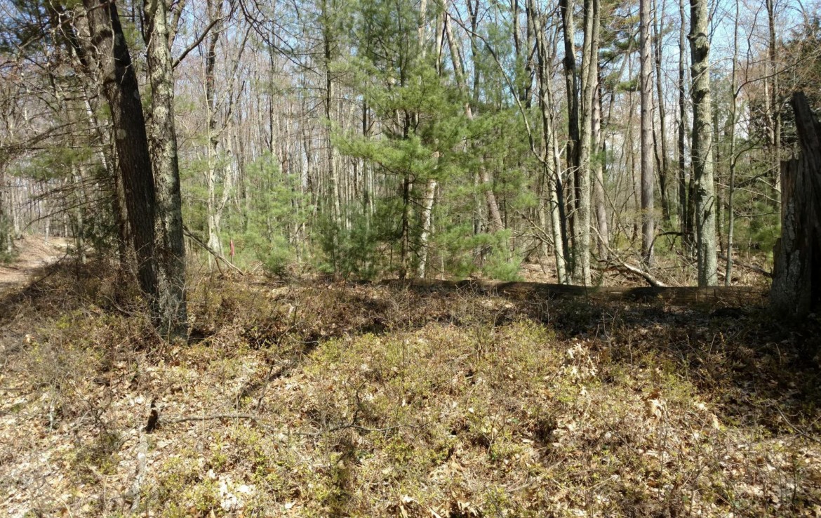 Pentwater Michigan Property For Sale 40+ Acres 00 BR US31 Pentwater