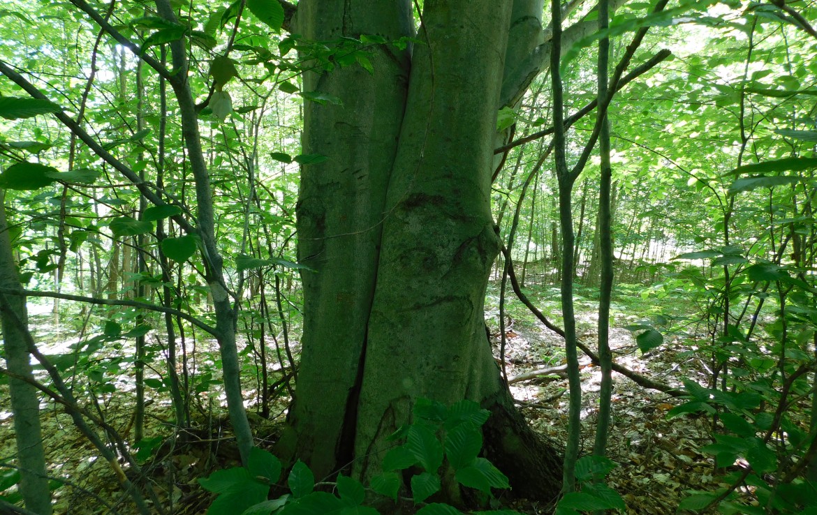 80 Acres 2281 Pearsall Rd., Fairview, MI 48621 Trophy Class Real Estate