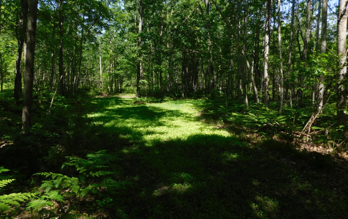 80 Acres 2281 Pearsall Rd., Fairview, MI 48621 Trophy Class Real Estate