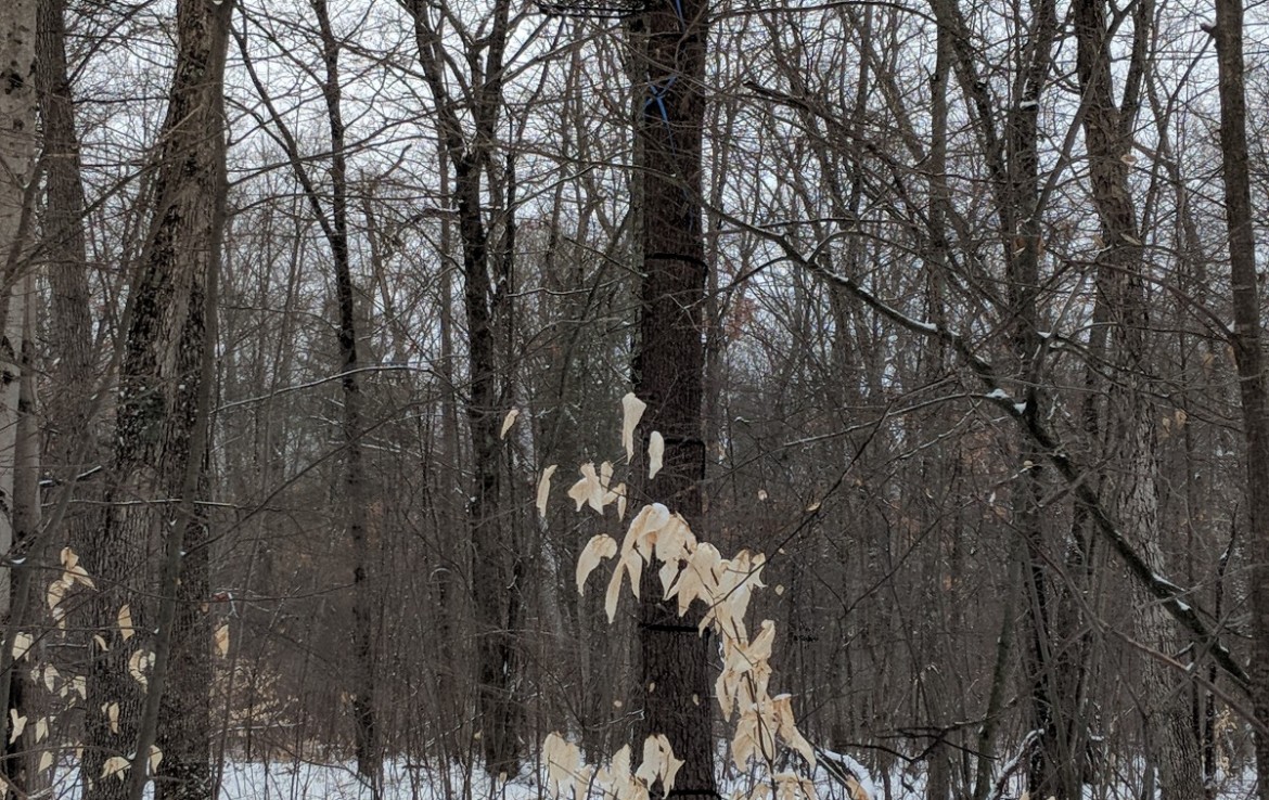 Newaygo County 40 Acres Michigan Hunting Land For Sale