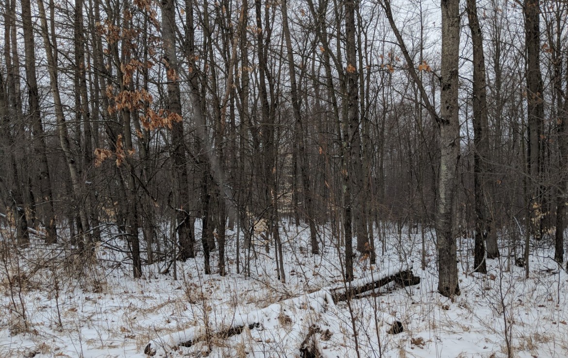 Newaygo County 40 Acres Michigan Hunting Land For Sale