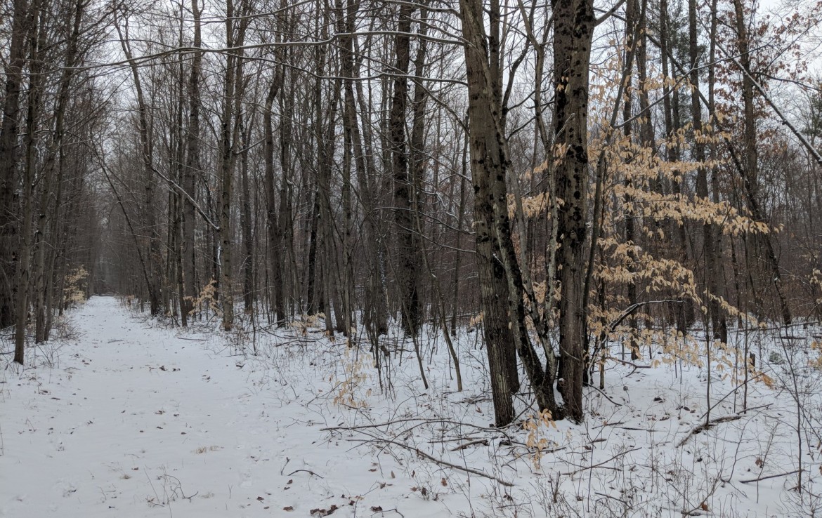 Newaygo County 40 Acres Michigan Hunting Land For Sale