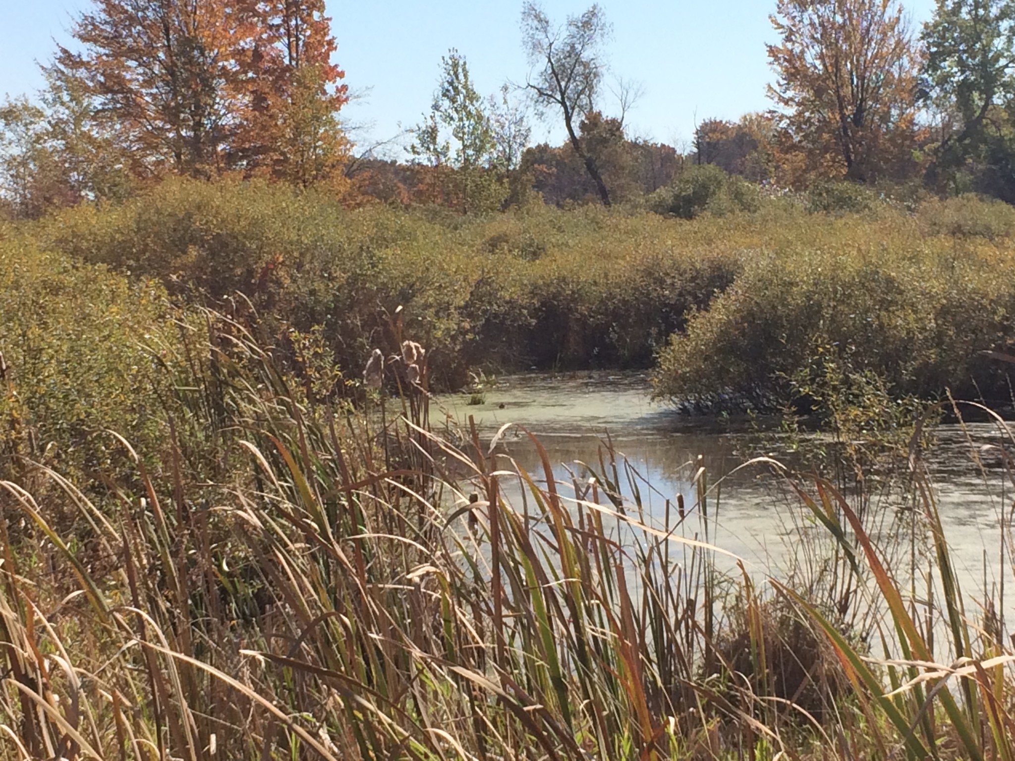 Reed Ranches Mi 19449 8 Mile Road, Reed City, MI 49677 80 Acres - Trophy Class Real Estate