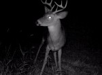 Trailcam image 1