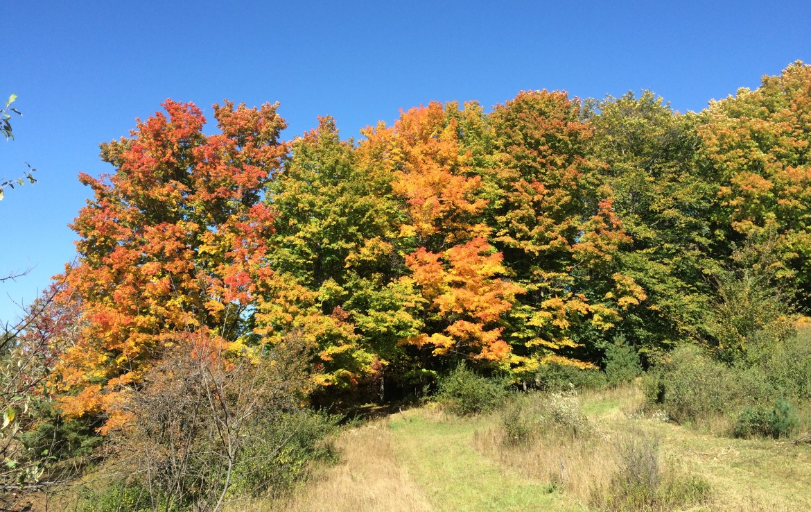 19449 8 Mile Road, Reed City, MI 49677 80 Acres Trophy Class Real Estate