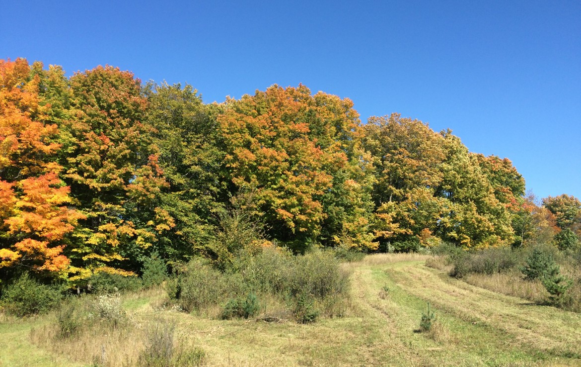 19449 8 Mile Road, Reed City, MI 49677 80 Acres Trophy Class Real Estate