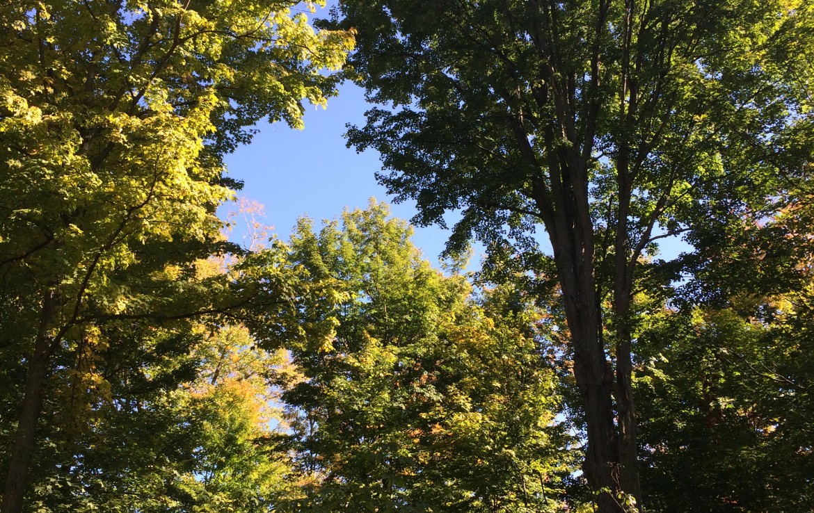 19449 8 Mile Road, Reed City, MI 49677 80 Acres Trophy Class Real Estate