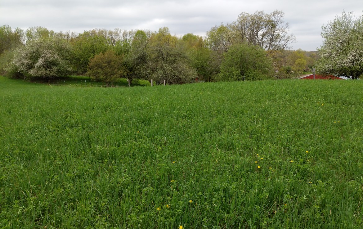 40 Acres For Sale Sand Lake Michigan. Michigan Hunting Land or Farm