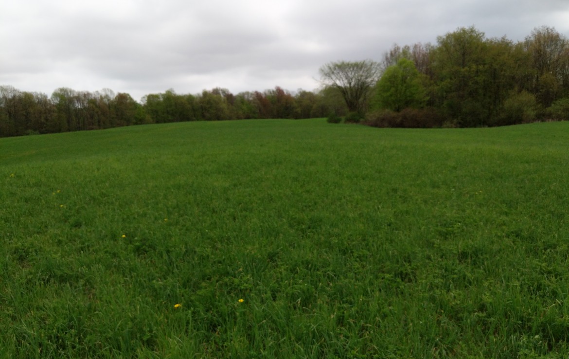 40 Acres For Sale Sand Lake Michigan. Michigan Hunting Land or Farm