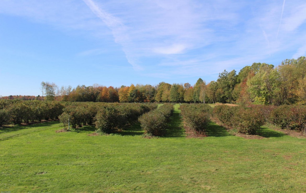 Michigan Blue Berry Farms For Sale, 28 Acre West Michigan Farm