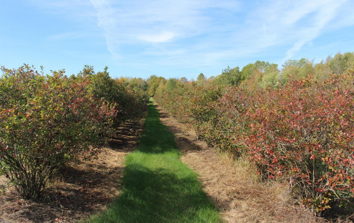 Michigan Blue Berry Farms For Sale, 28 Acre West Michigan Farm