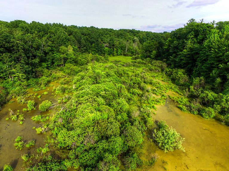 40 Acres For Sale Sand Lake Michigan. Michigan Hunting Land or Farm