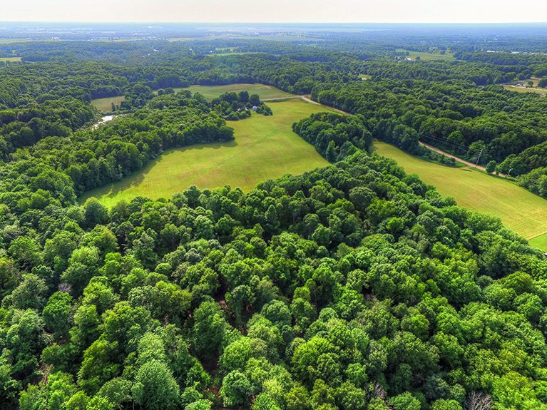 40 Acres For Sale Sand Lake Michigan. Michigan Hunting Land or Farm