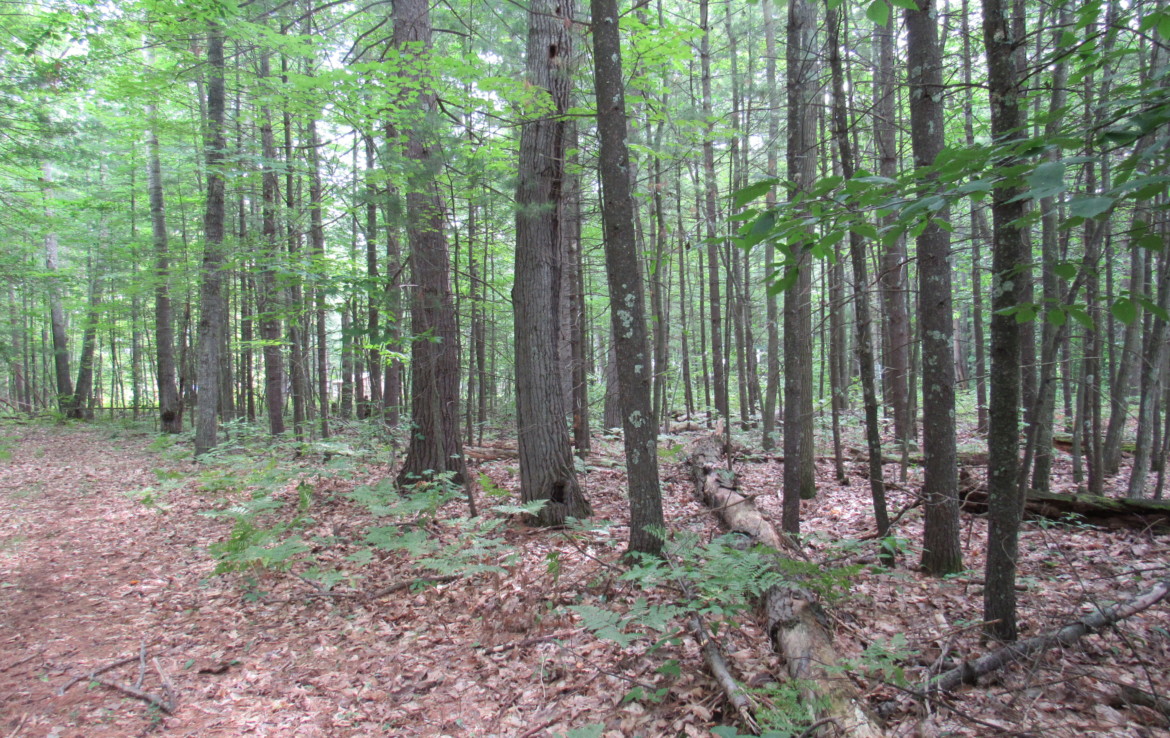 9101 Johnson Road, Kaleva, MI 49645 Chief Lake Frontage Trophy Class