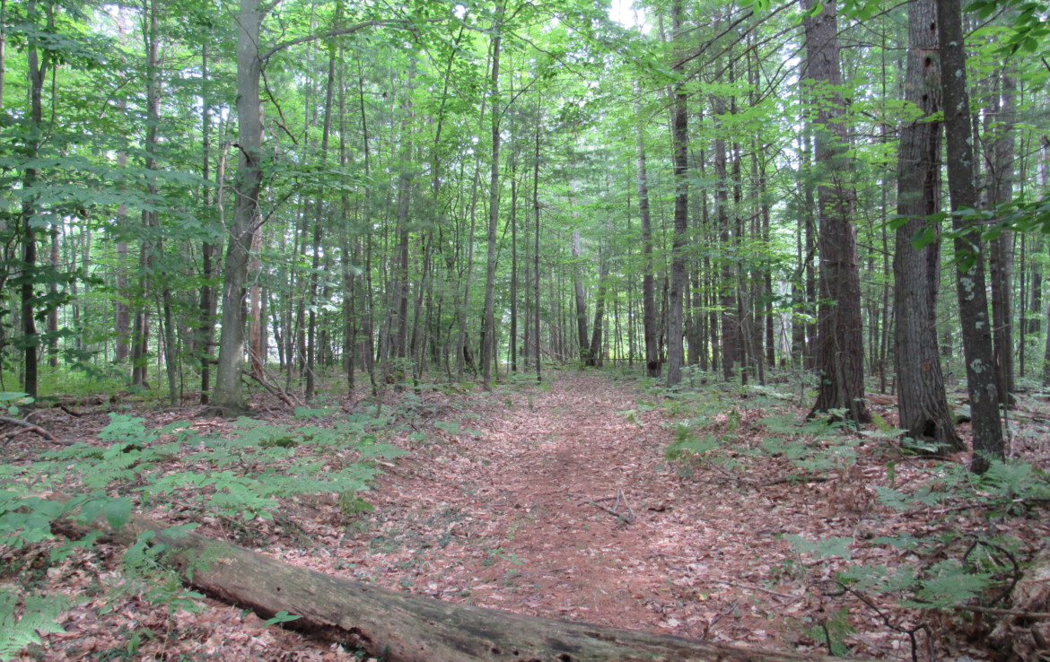 9101 Johnson Road, Kaleva, MI 49645 Chief Lake Frontage Trophy Class