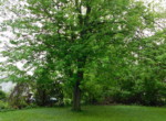 DSCN7026