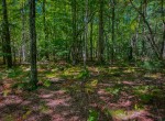 IMG_4936