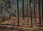 IMG_1081
