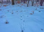 IMG_1538