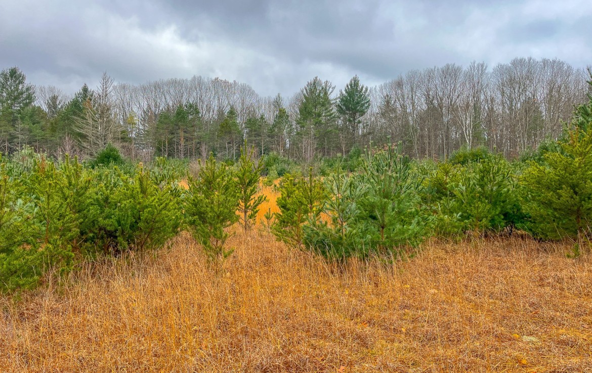 10 Acres V/L Wolfe Road Fife Lake, MI 49633 Trophy Class Real Estate