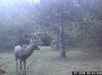 buck - Copy