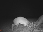 buck fight - Copy