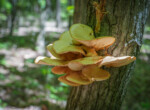 DSC00209