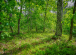 DSC00353