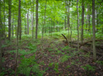 DSC00668