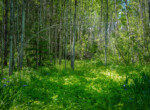 DSC00641