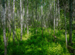DSC00642