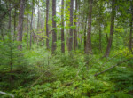DSC00956