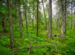 DSC00965