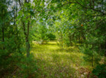 DSC01517