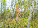 Houghton lake-20