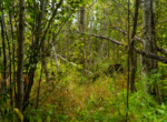 Houghton lake-25